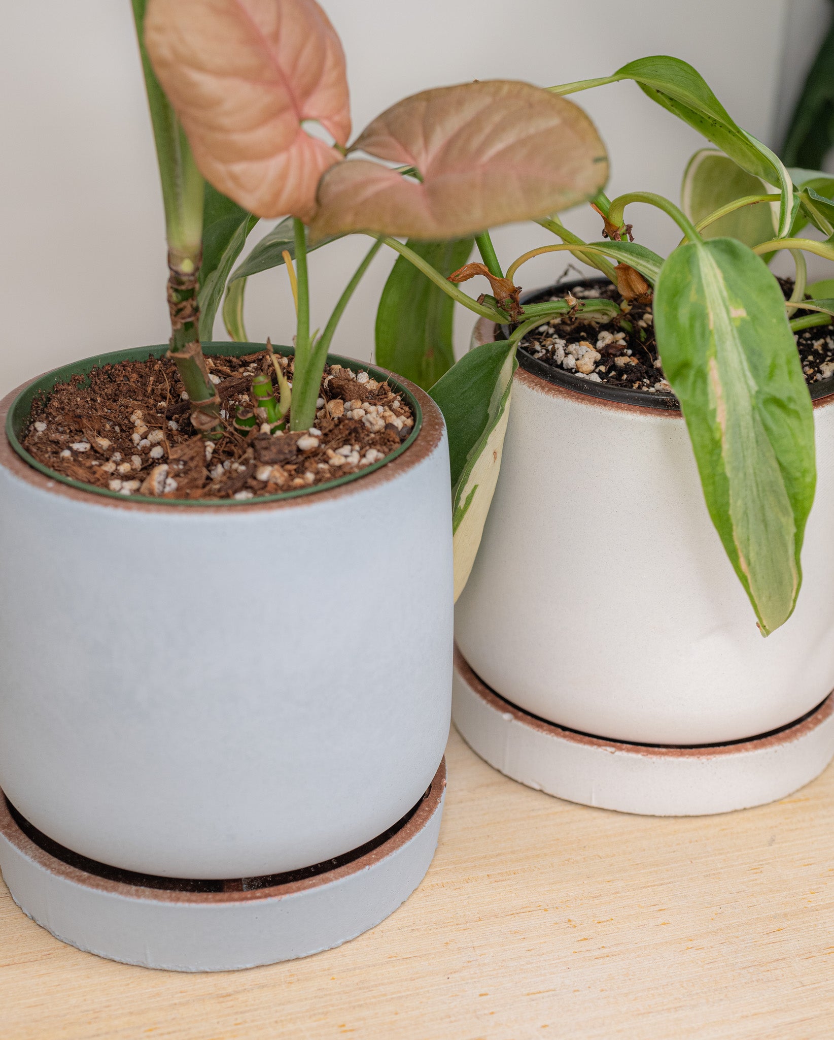 4 inch modern concrete pot with saucer handmade planter wholesale pottery