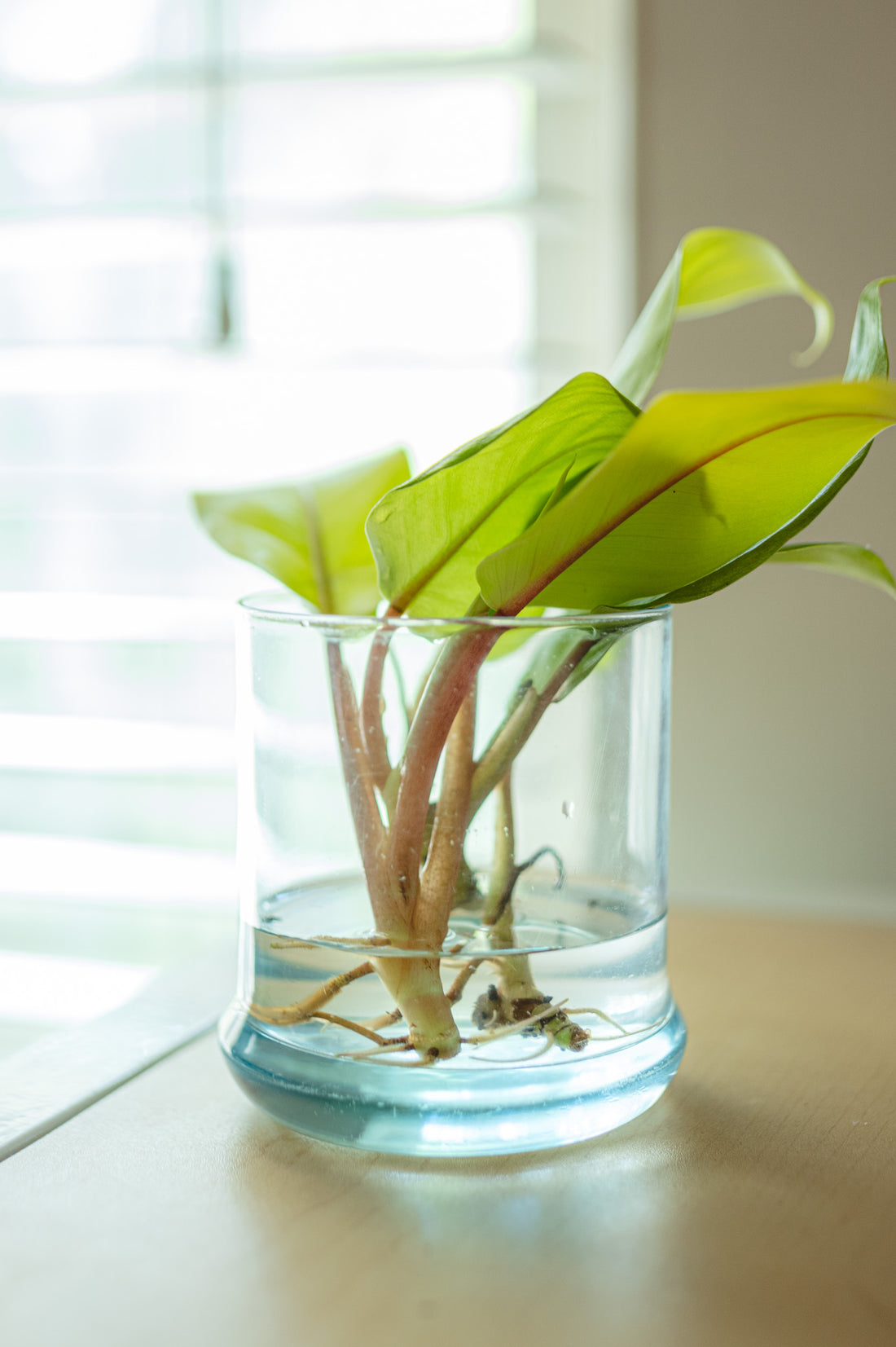 Blue Propagation Glassware