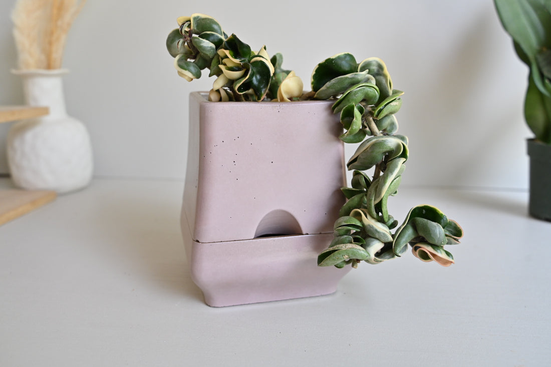 Belle - Self-Watering Concrete Planter
