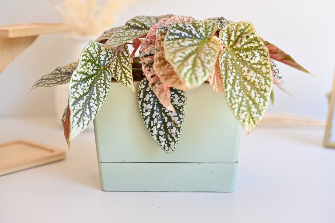 Self Watering Rectangle Planter Box