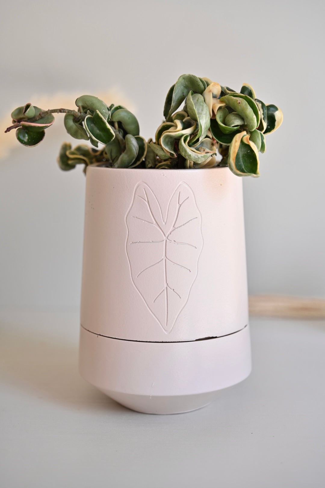 Tall Self-Watering Alocasia Planter