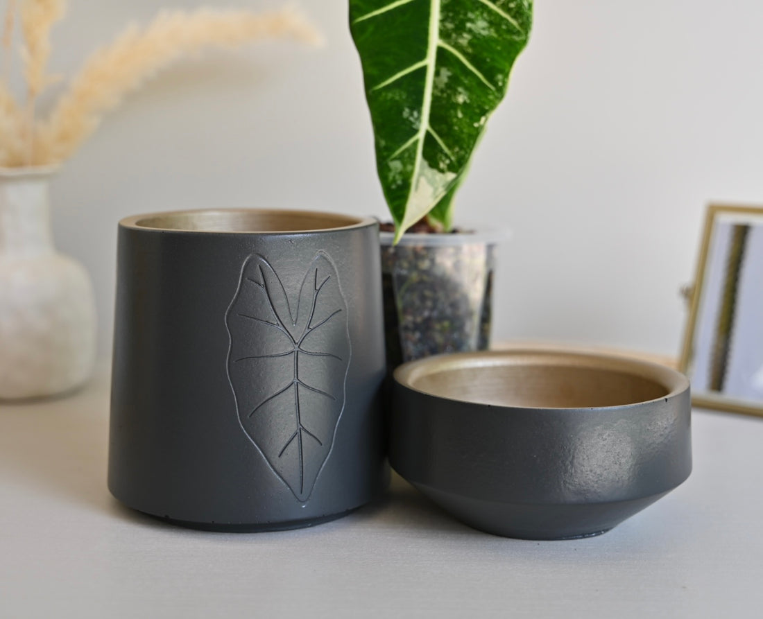 Tall Self-Watering Alocasia Planter
