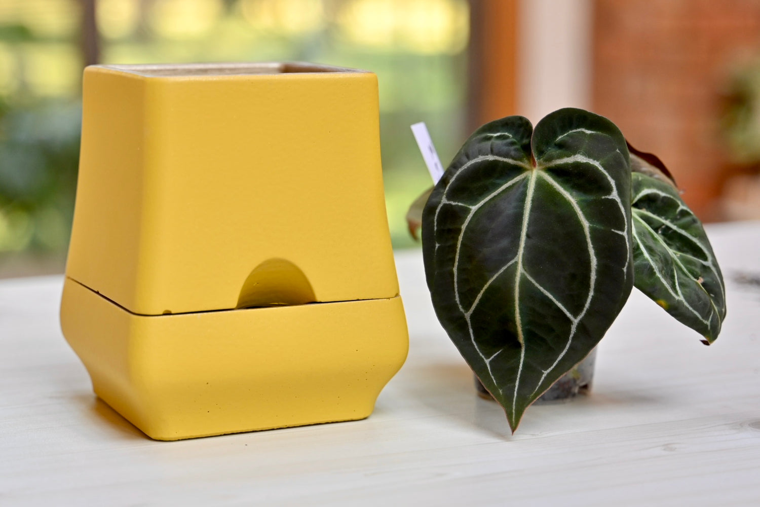 Belle - Self-Watering Concrete Planter