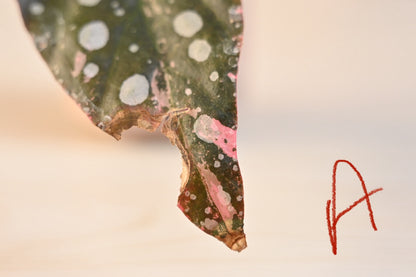 Pink Maculata Begonia - Rare Variegated Starter Plant