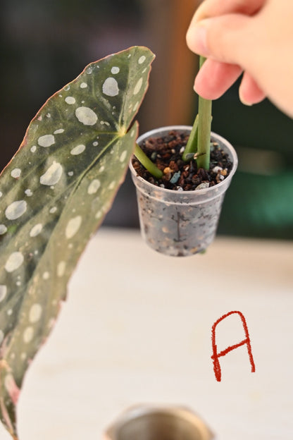 Pink Maculata Begonia - Rare Variegated Starter Plant