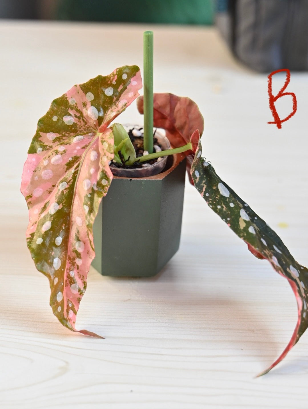 Pink Maculata Begonia - Rare Variegated Starter Plant