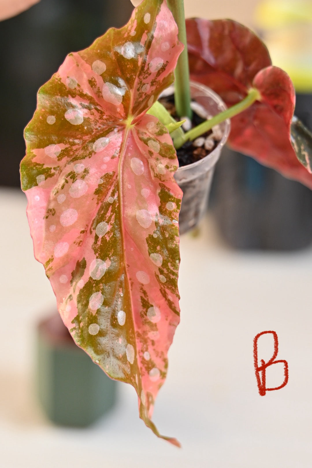 Pink Maculata Begonia - Rare Variegated Starter Plant