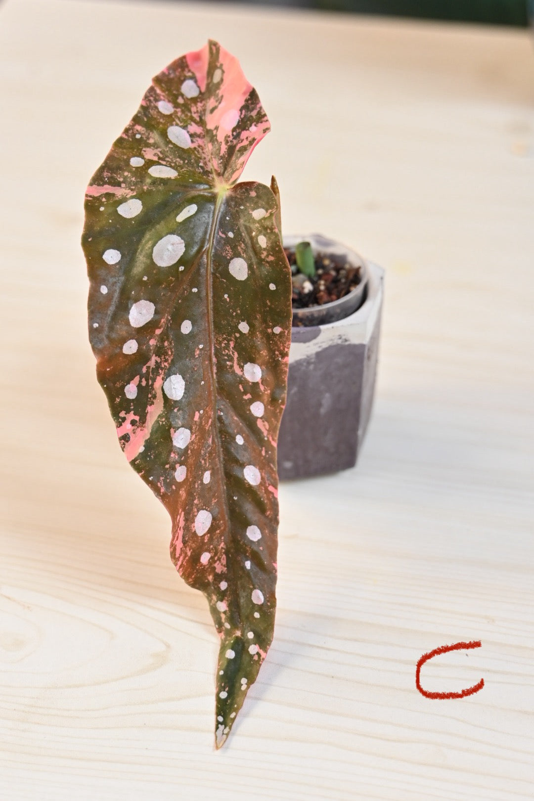 Pink Maculata Begonia - Rare Variegated Starter Plant