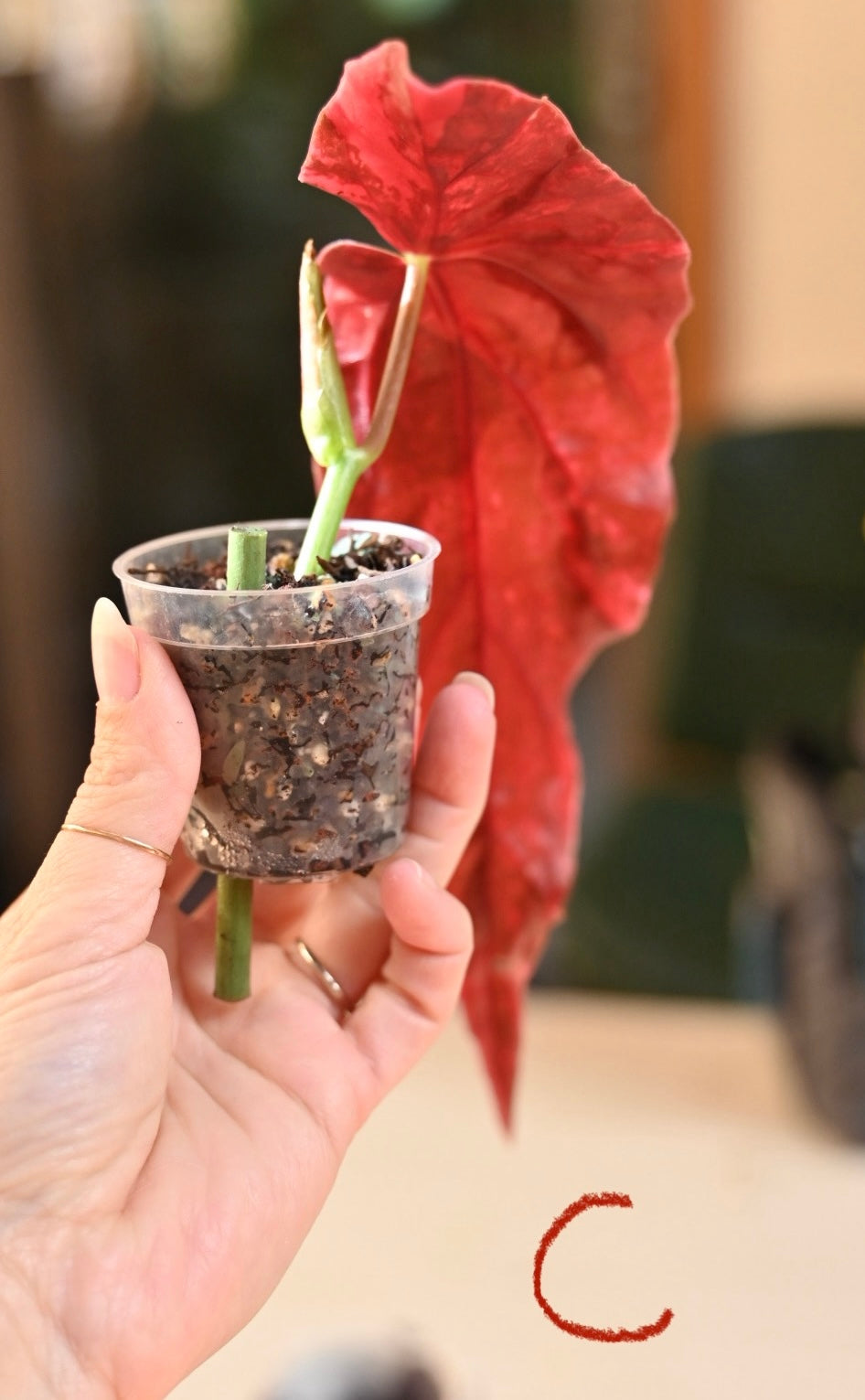 Pink Maculata Begonia - Rare Variegated Starter Plant
