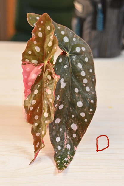 Pink Maculata Begonia - Rare Variegated Starter Plant