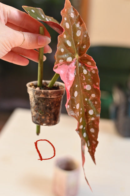 Pink Maculata Begonia - Rare Variegated Starter Plant