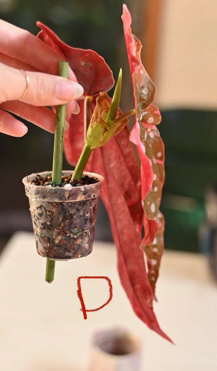 Pink Maculata Begonia - Rare Variegated Starter Plant