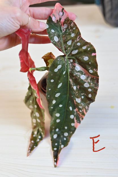 Pink Maculata Begonia - Rare Variegated Starter Plant