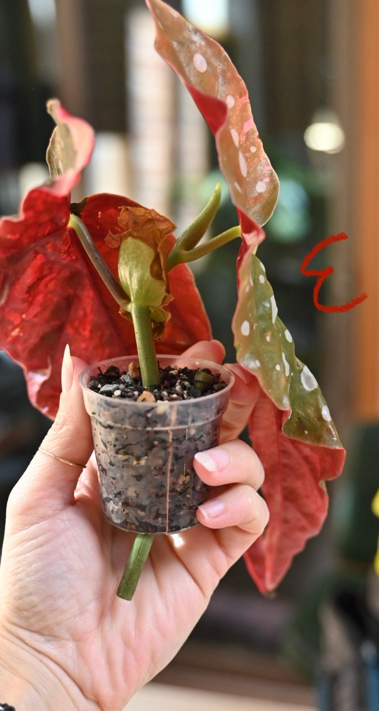 Pink Maculata Begonia - Rare Variegated Starter Plant