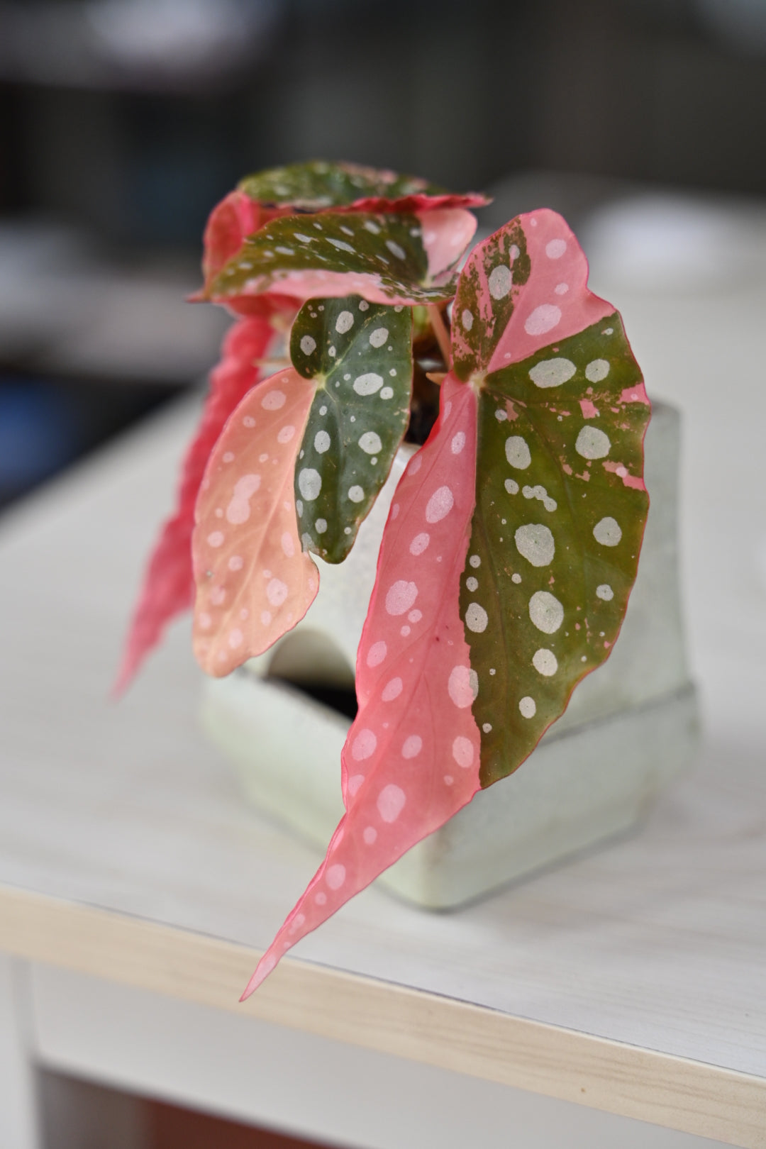 Pink Maculata Begonia