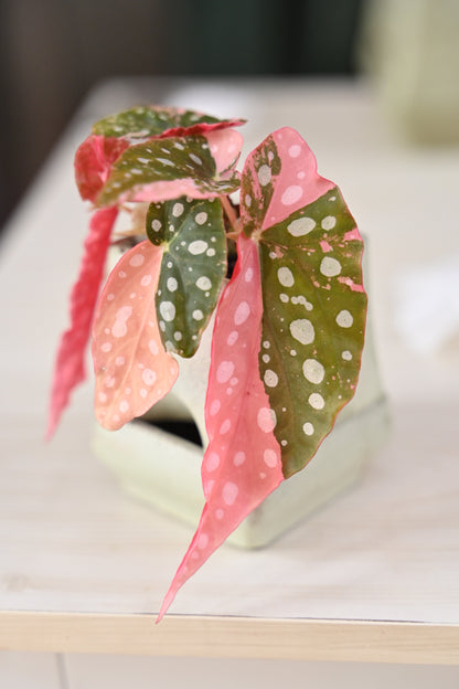 Pink Maculata Begonia