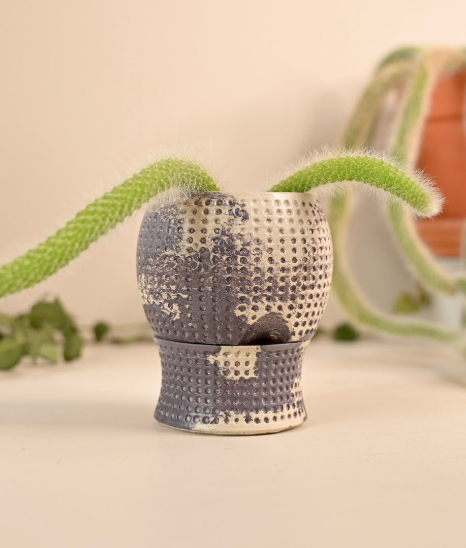 2.5" Unique Dottie Mini Self-Watering Pot