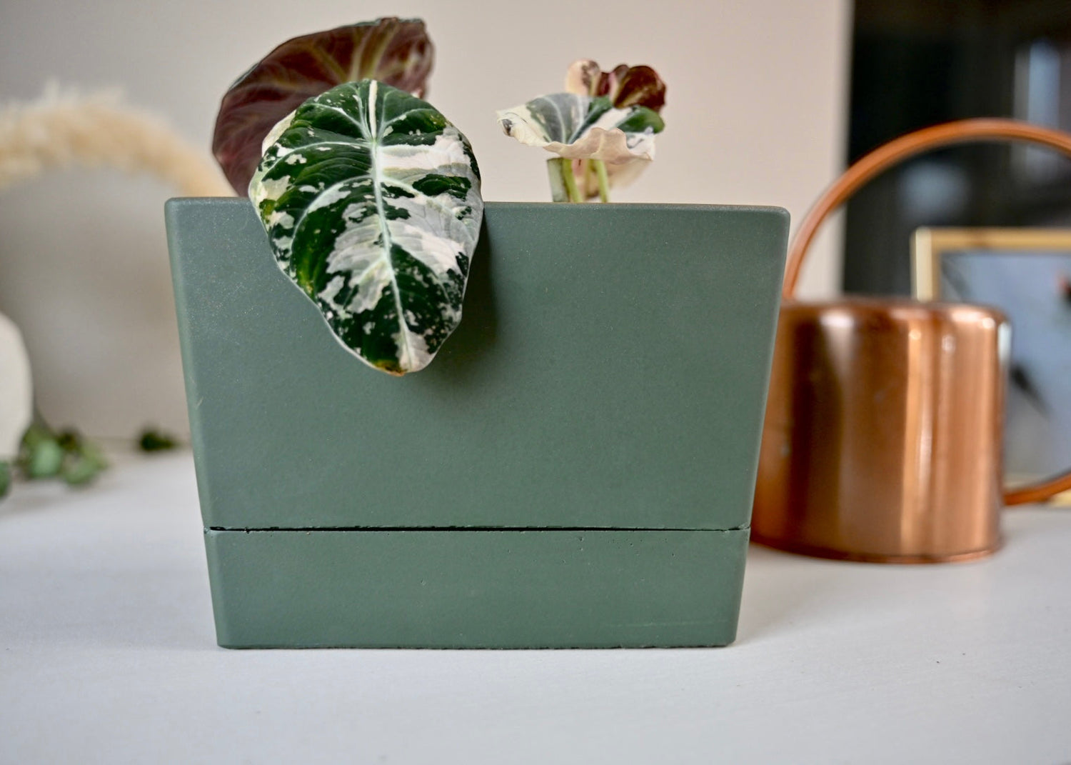 rectangle self watering planter for crawlers