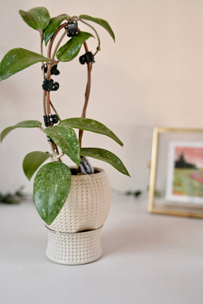 Mini Self-Watering Planter Set (2.5”) | Dizzy, Dottie &amp; Belle