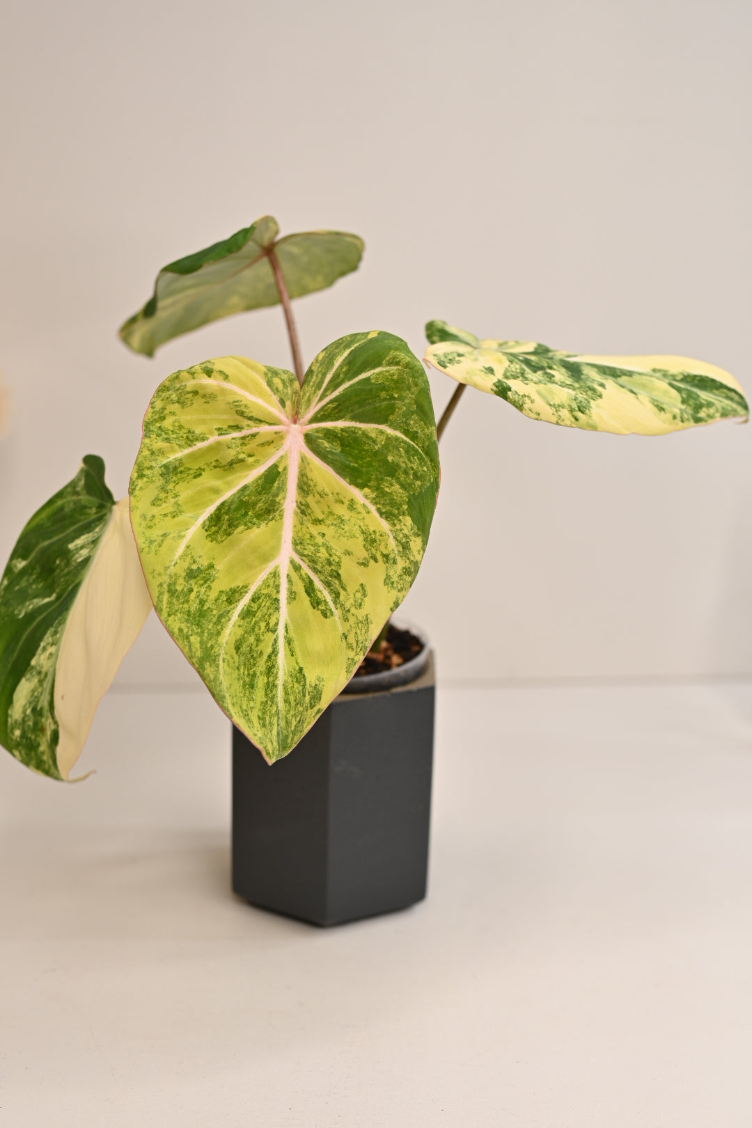 variegated gloriousum rare philodendron starter plant Indoor houseplant