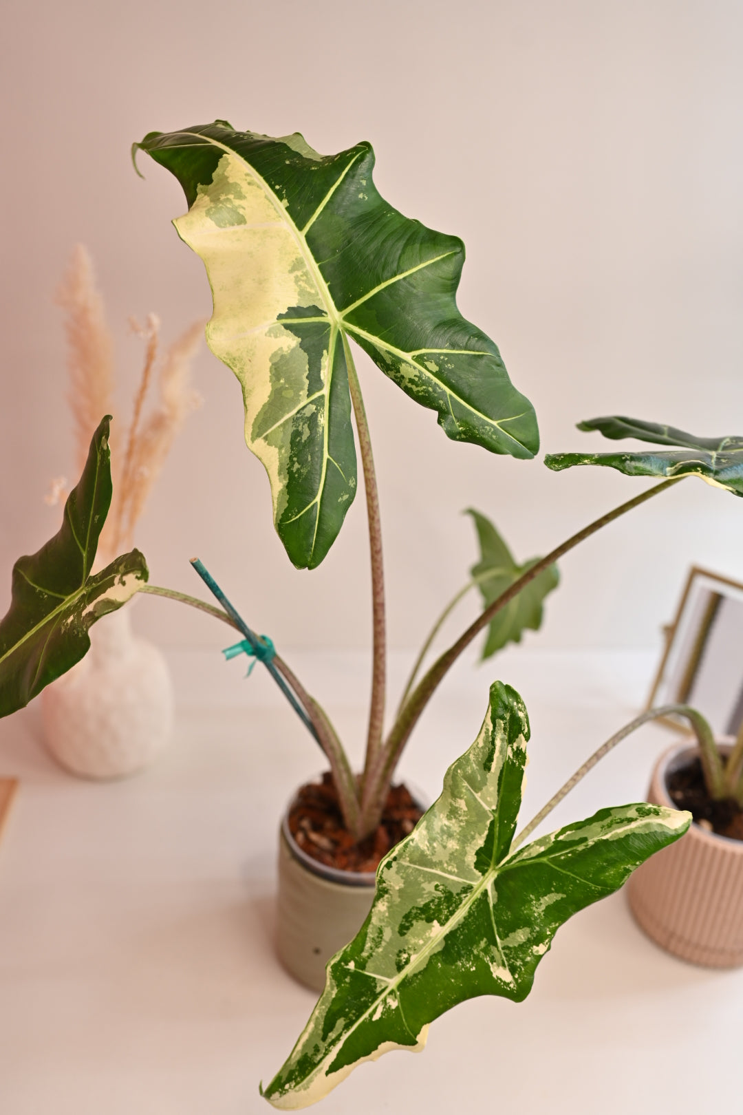 rare albo alocasia houseplant planted pot