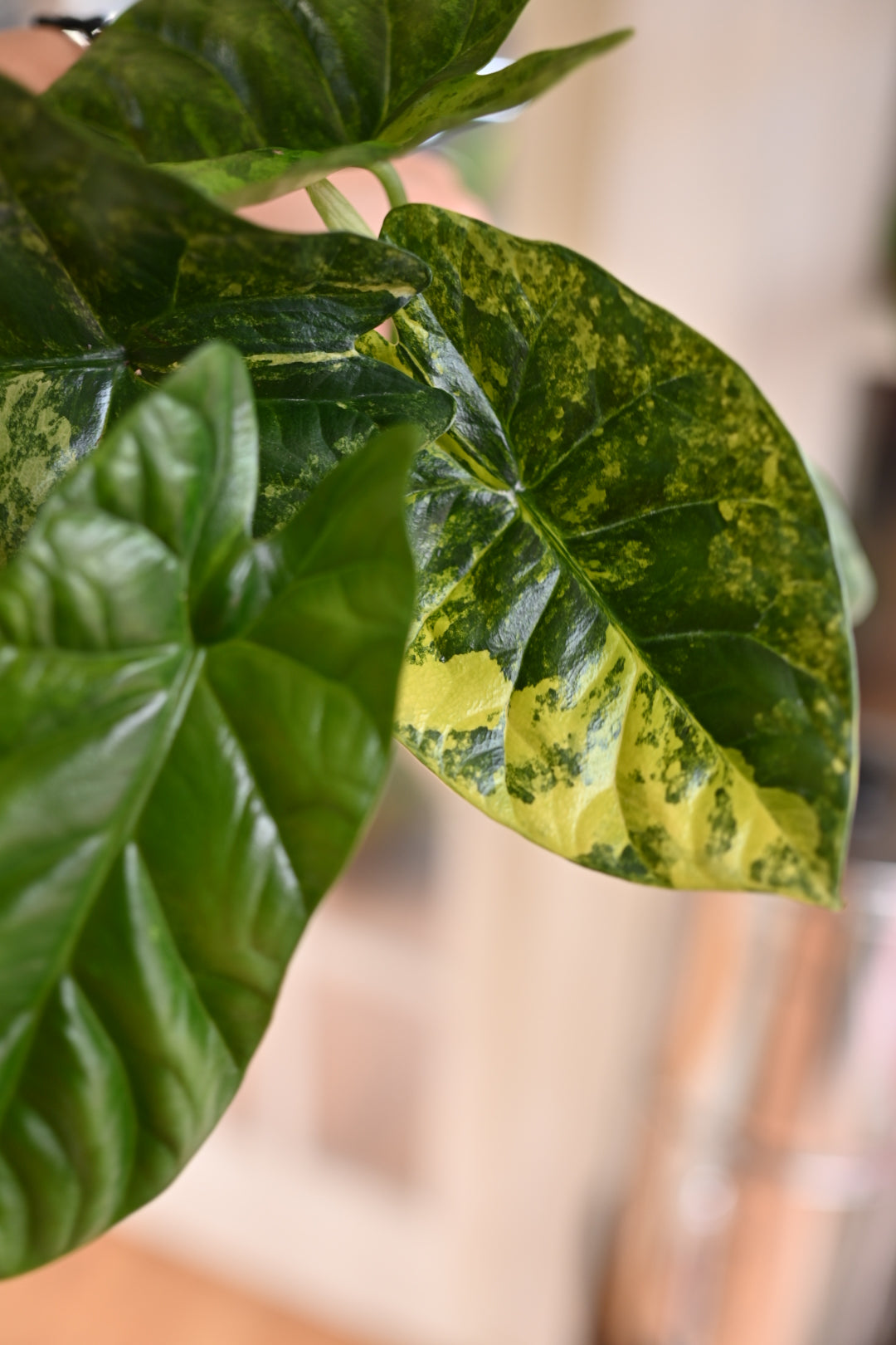 aurea sinuata rare alocasia quilted dreams 