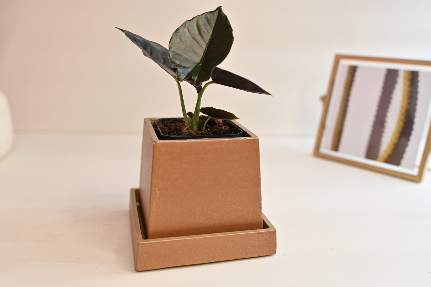 dark anthurium plant for sale in handmade square copper planter with saucer