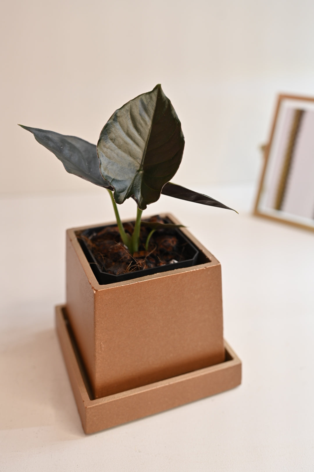 dark anthurium plant for sale in handmade square copper planter with saucer