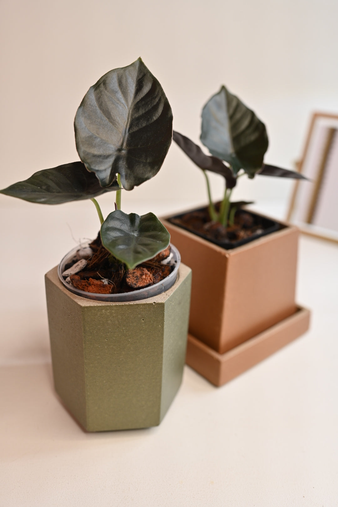 dark anthurium plant for sale in handmade square copper planter with saucer