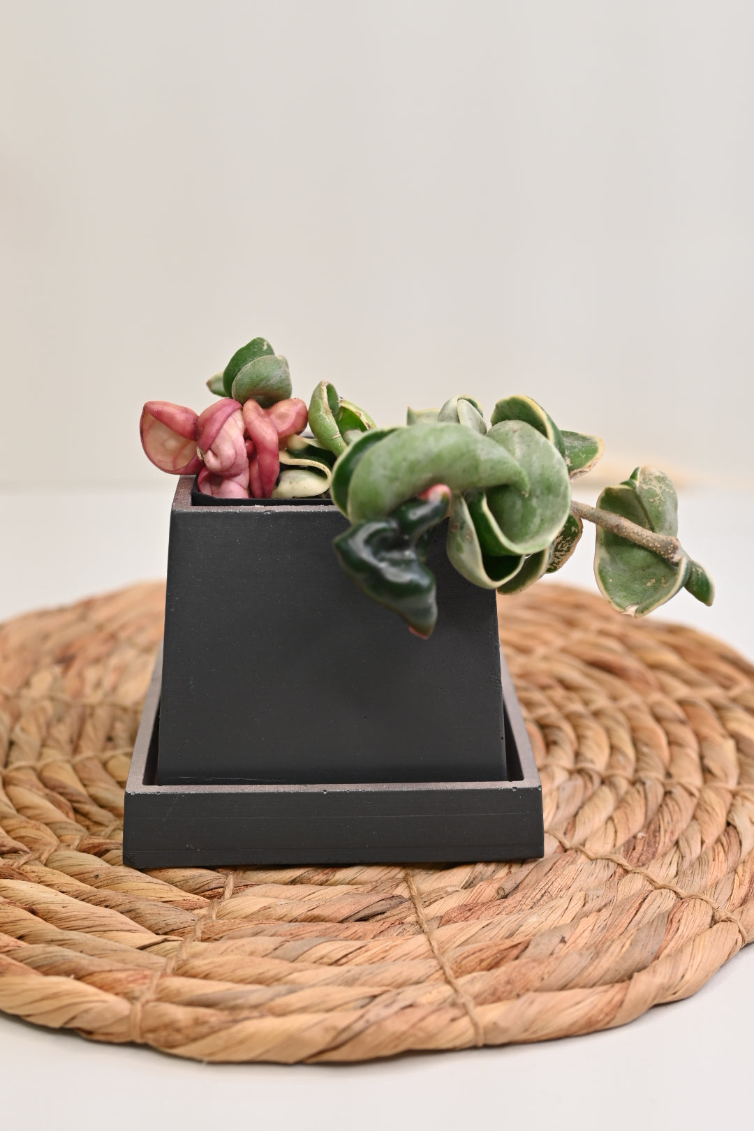 Hoya rope in black square pot with saucer unique planter