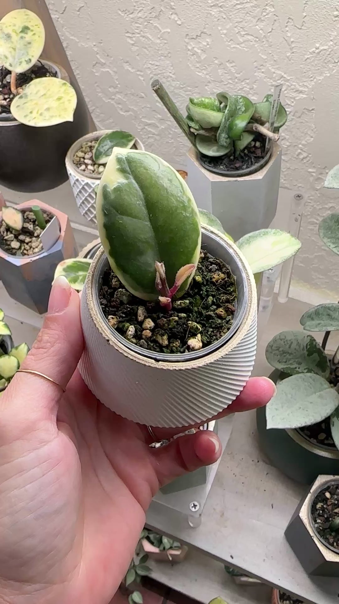 Hoya Madara ‘Snow Angel’ - Rare Variegated Hoya Cutting