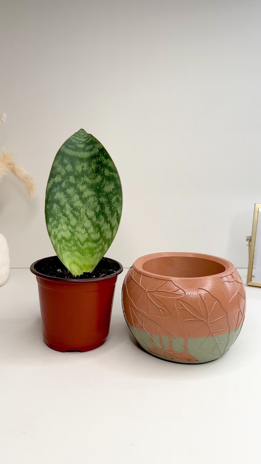 Whalefin Snake Plant + Terracotta and Sage Leaf Bowl Planter