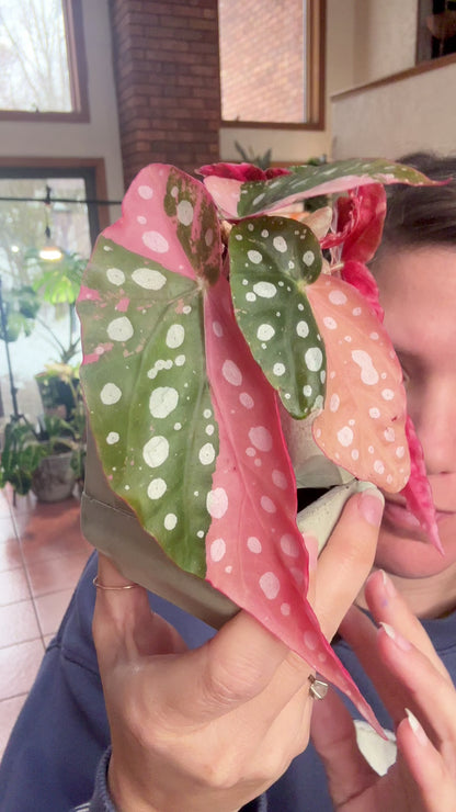 Pink Maculata Begonia