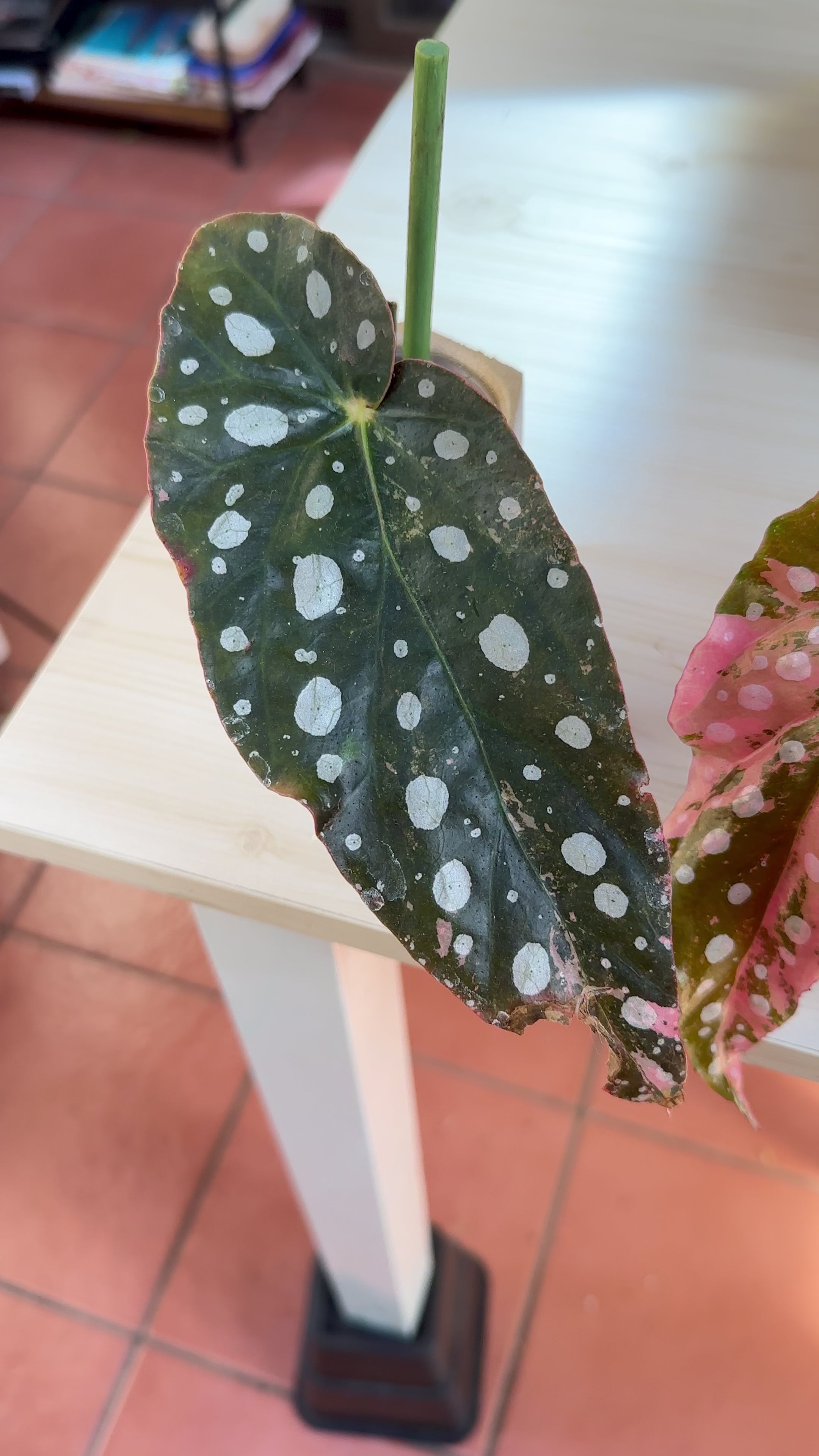 Pink Maculata Begonia - Rare Variegated Starter Plant