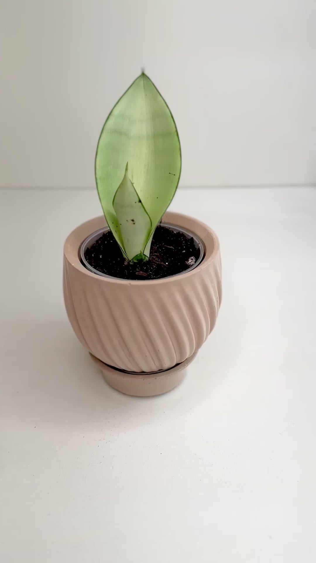 Moonshine Sansevieria + 3” Boho Beige Tulip Pot and Saucer