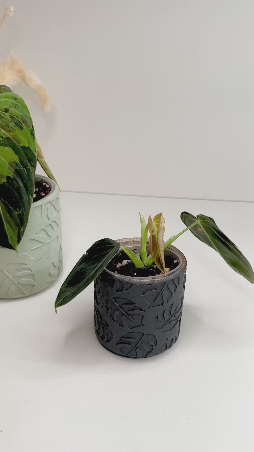 Philodendron Melano Variegated