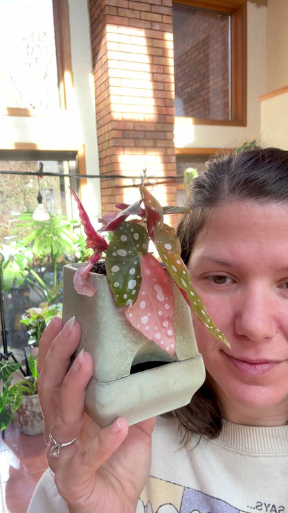 Pink Maculata Begonia