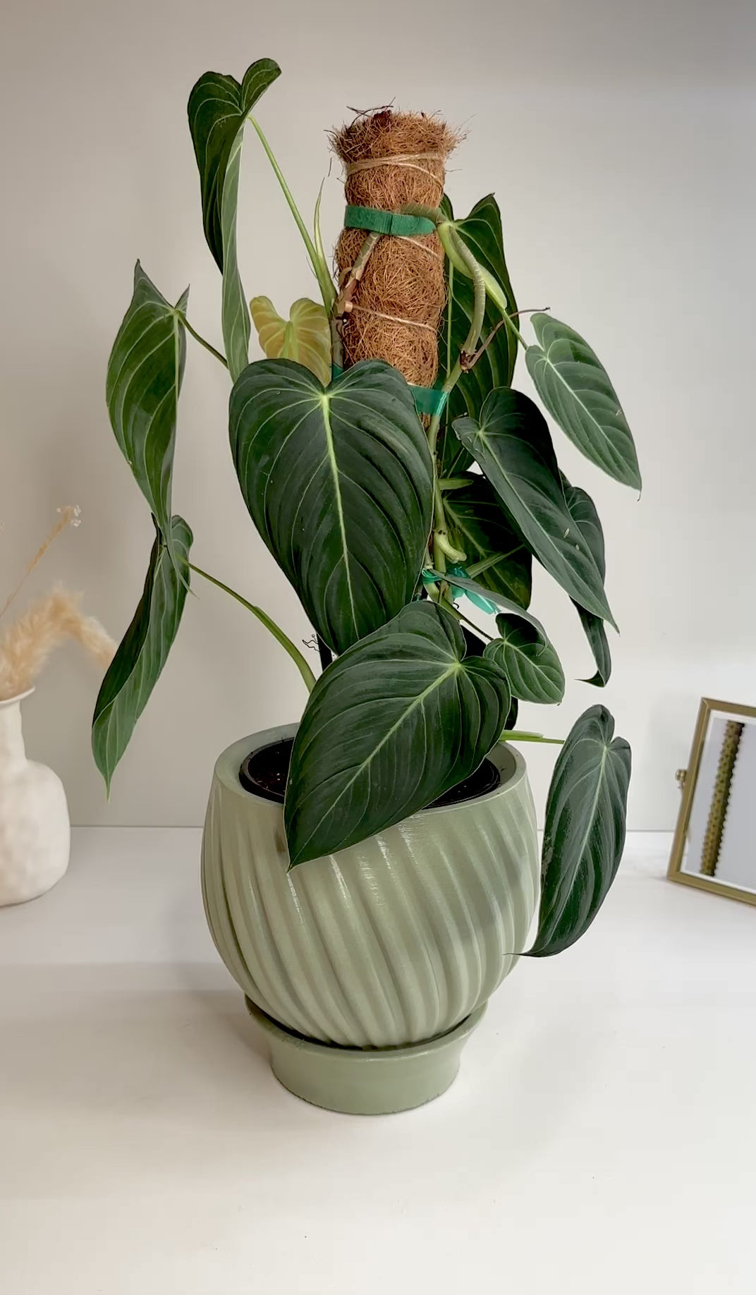 Large Philodendron Melano on Coco Coir Pole