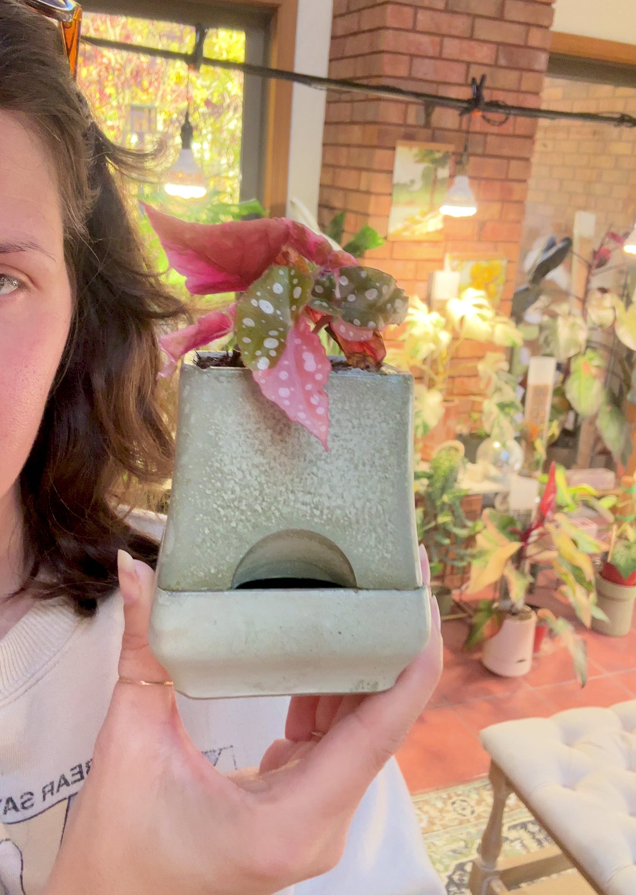 Pink Maculata Begonia