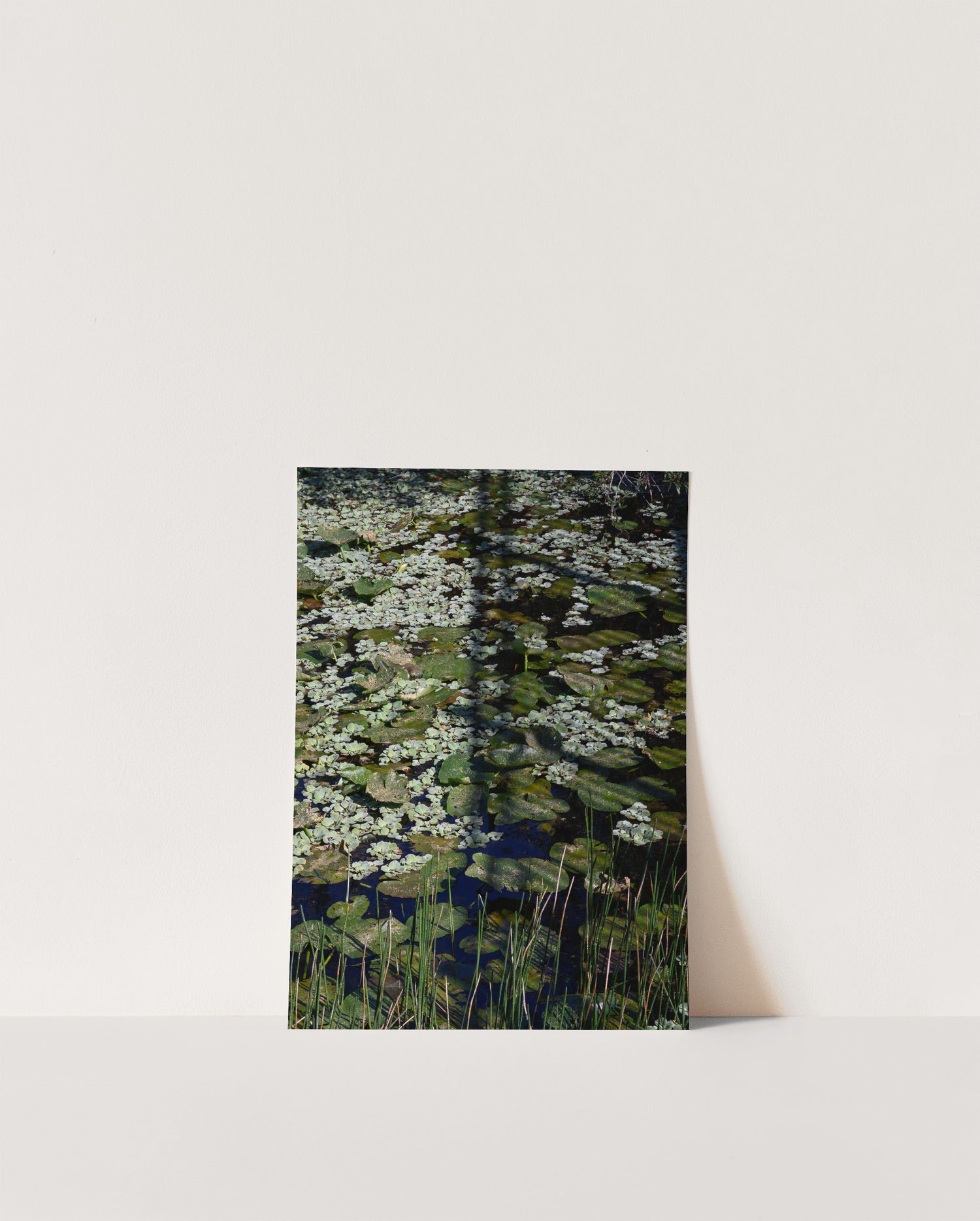 Moody Modern Lily Pad Botanical Art Print